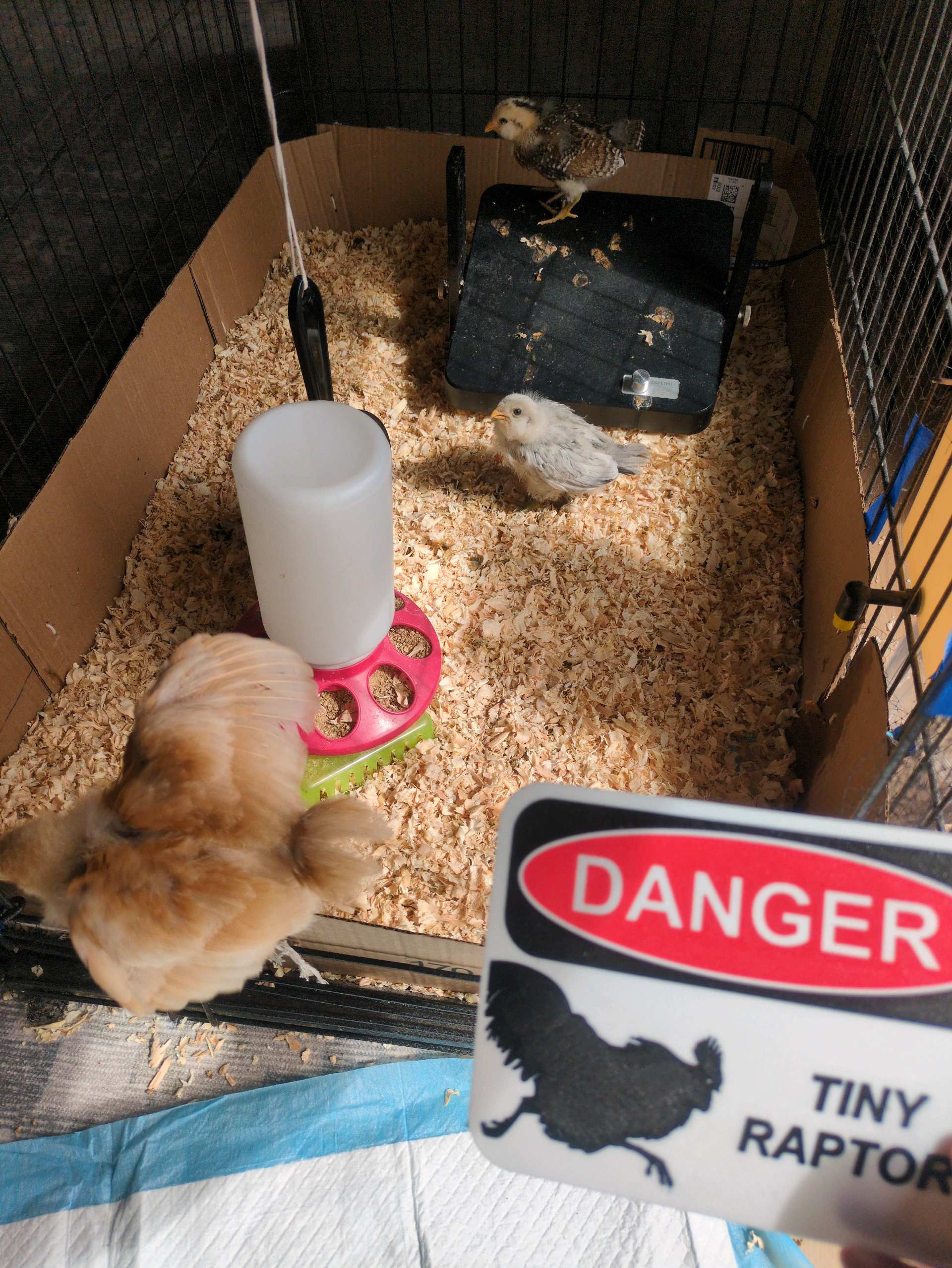 HoneyBunny3D Danger Tiny Raptors sign featuring colorful dinosaur illustrations for warning or decoration.