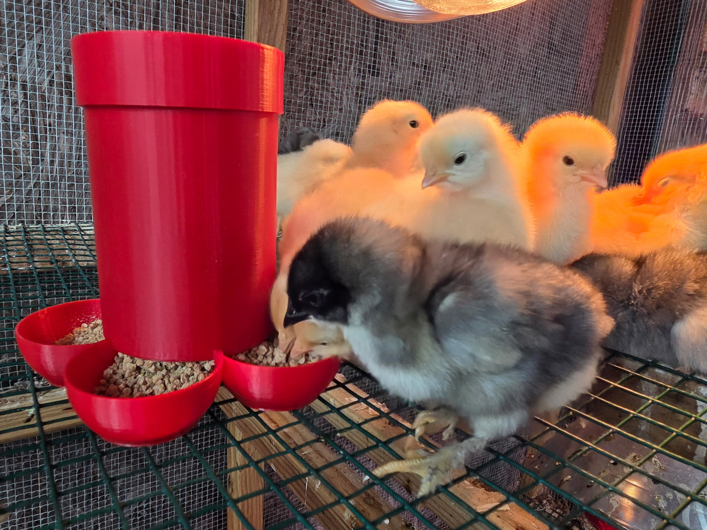 Small Chick Feeder by HoneyBunny3D, showing a plastic poultry feeder with a tray for small chicks.