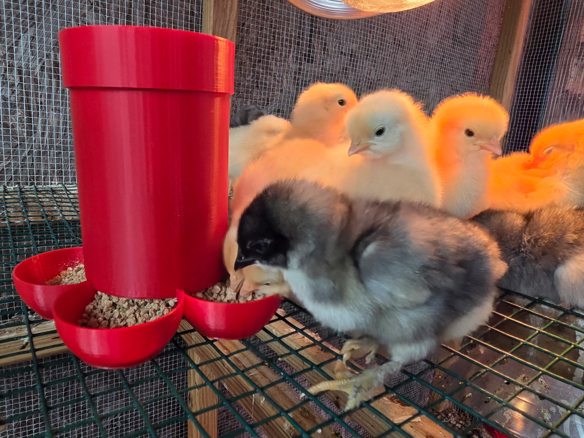 Small Chick Feeder by HoneyBunny3D, showing a plastic poultry feeder with a tray for small chicks.