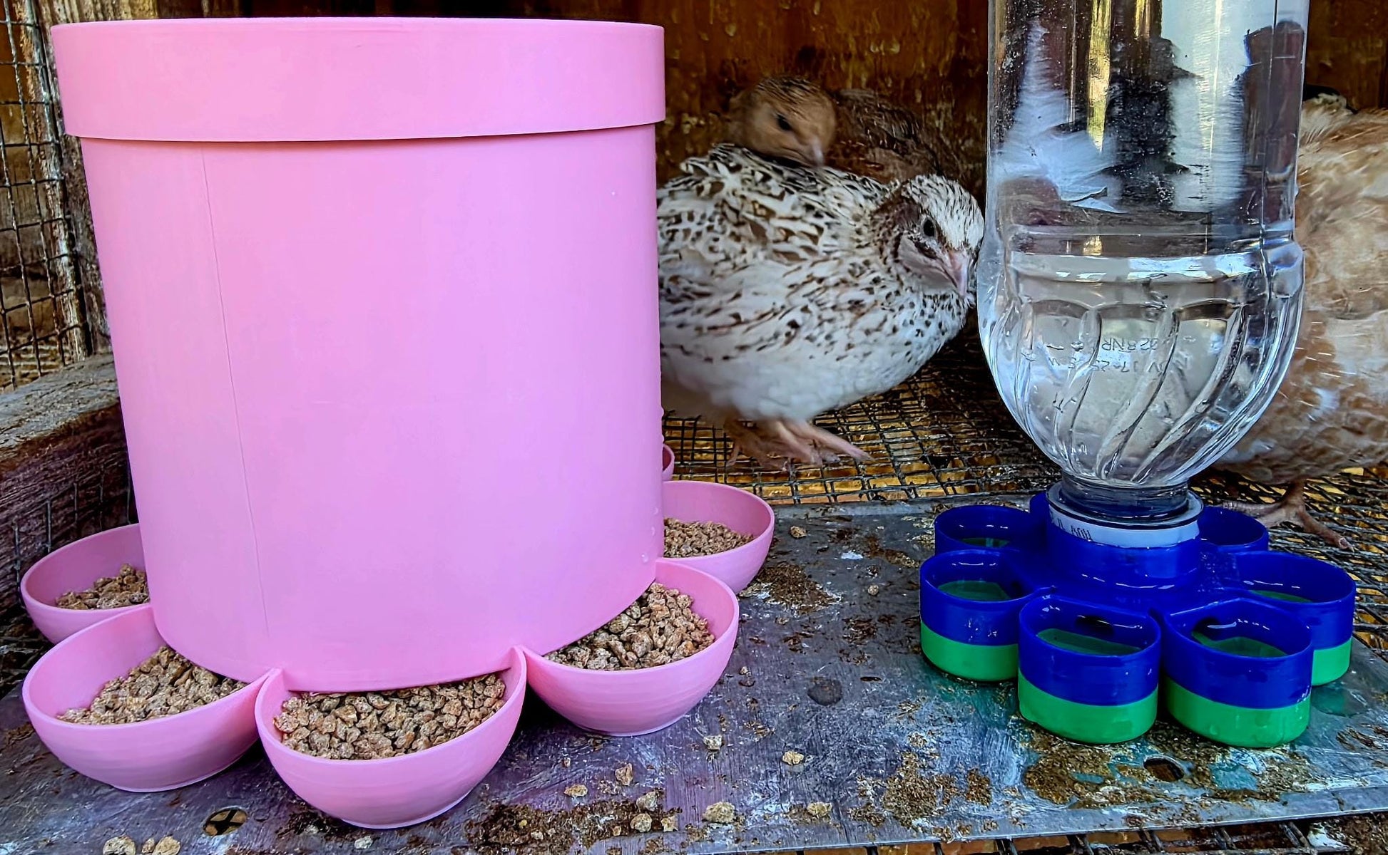 HoneyBunny3D Drinker Base for chicks and quail, plastic watering system with adjustable height and easy setup for poultry.
