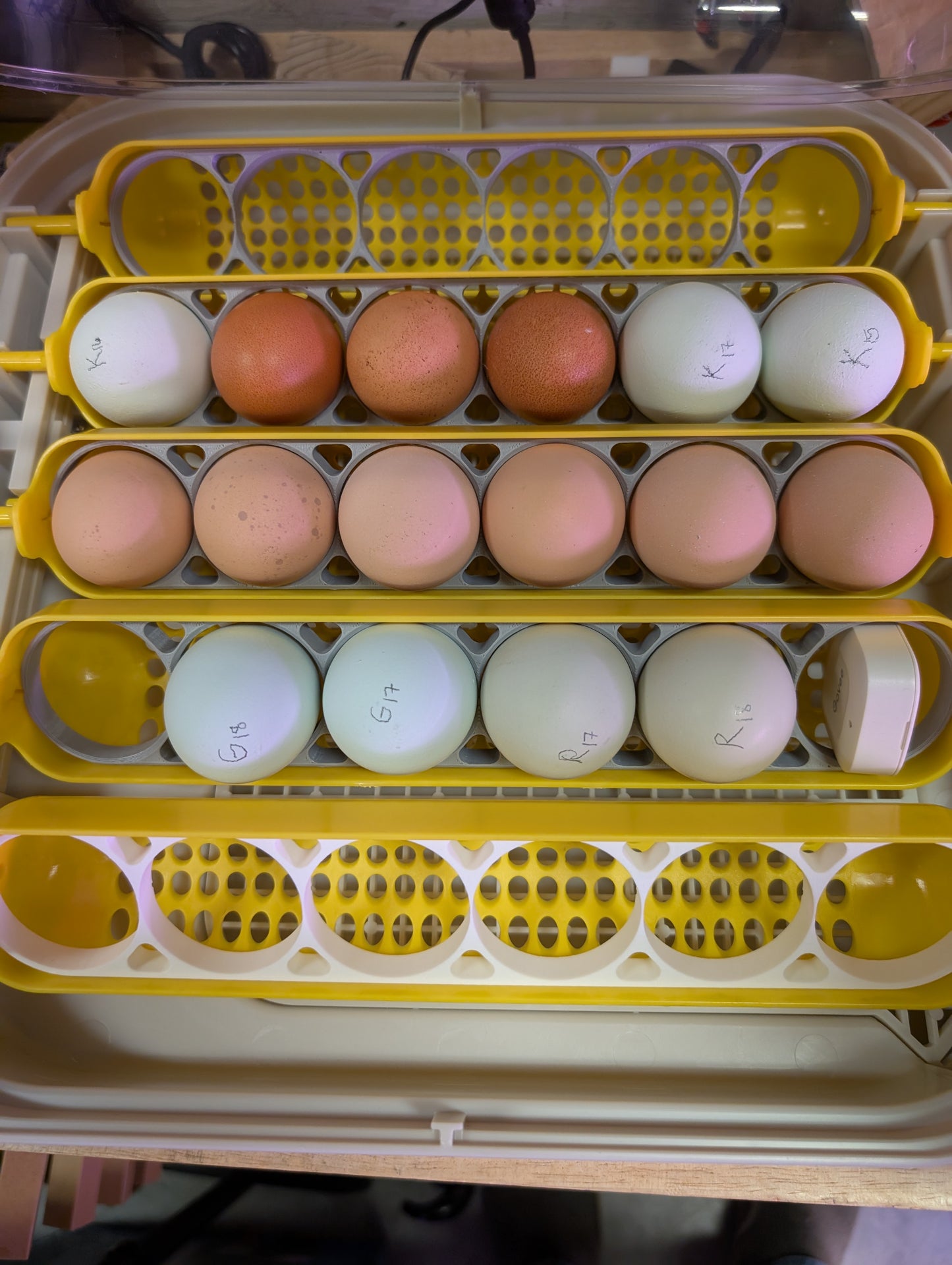 HoneyBunny3D Maticoopx 30 incubator tray with chicken eggs, designed for efficient incubation and easy handling.