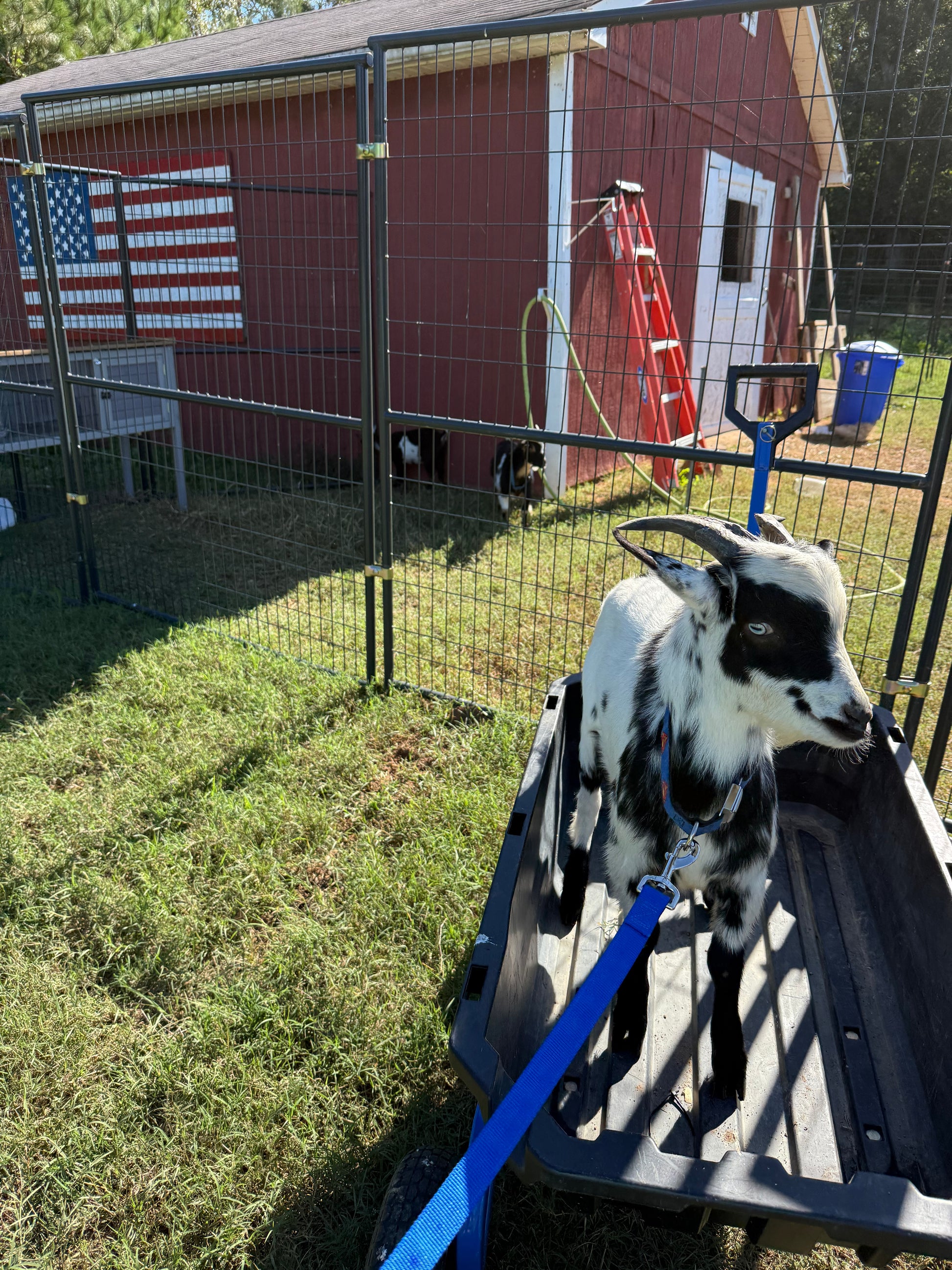 HoneyBunny3D replacement clamps brackets for Retriever dog outdoor kennel, designed for 5x10 outdoor dog enclosure.