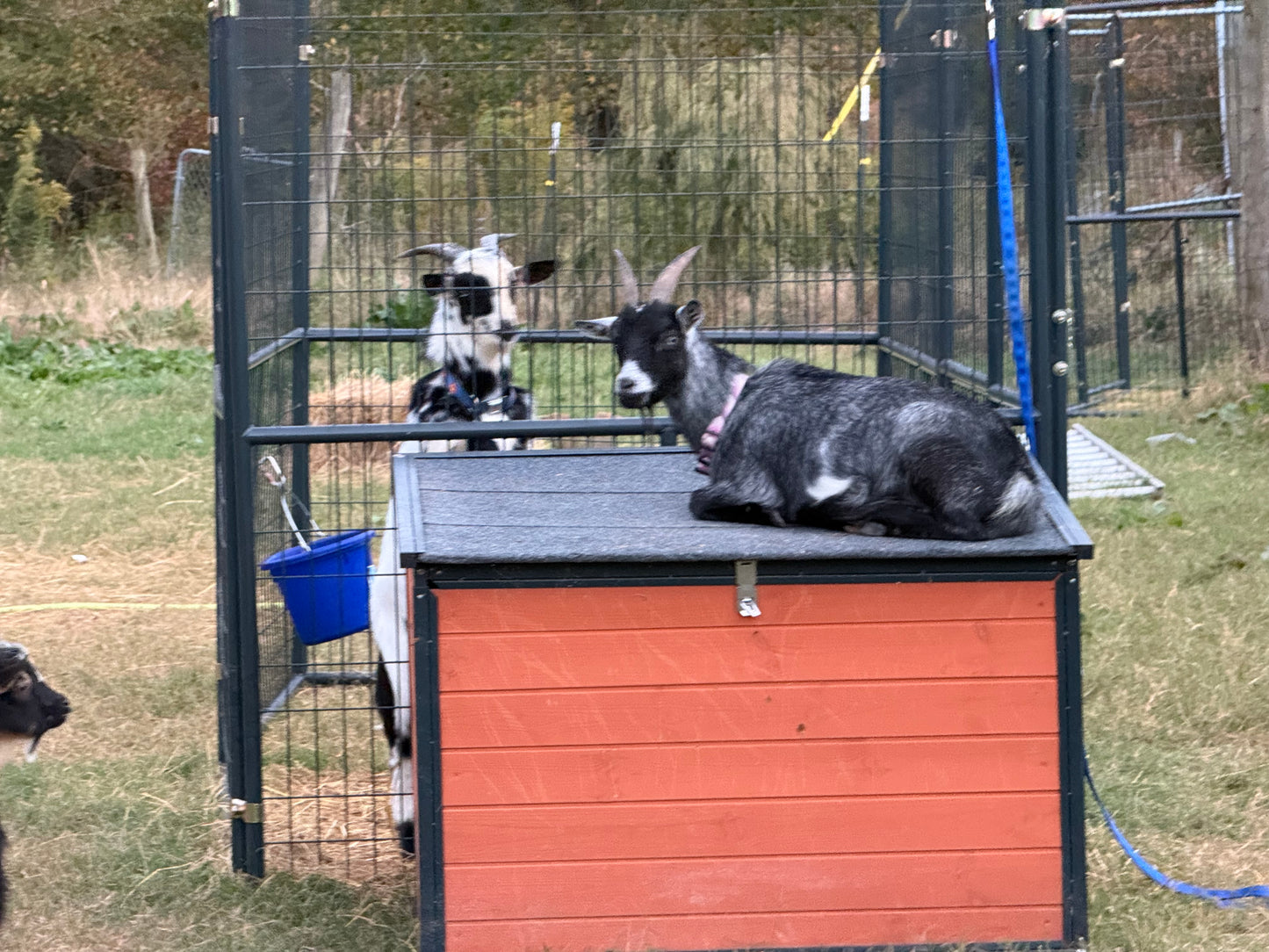 HoneyBunny3D replacement clamps brackets for Retriever dog outdoor kennel, 5x10 size, securely attach kennel panels outdoors.