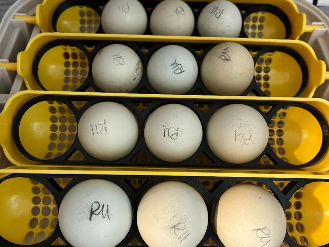 Maticoopx 30 incubator tray for chicken eggs by HoneyBunny3D, showing a tray with evenly spaced egg slots for incubation.
