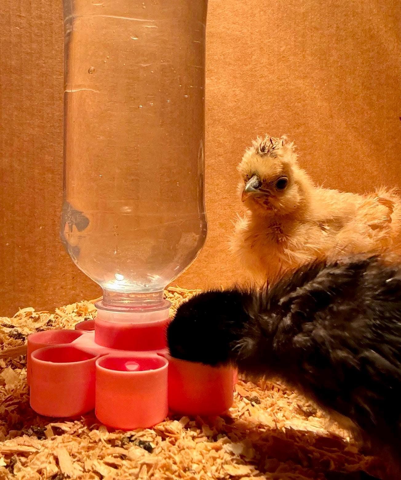 HoneyBunny3D Drinker Base for chicks and quail, durable plastic water dispenser with adjustable height and easy-to-clean design.