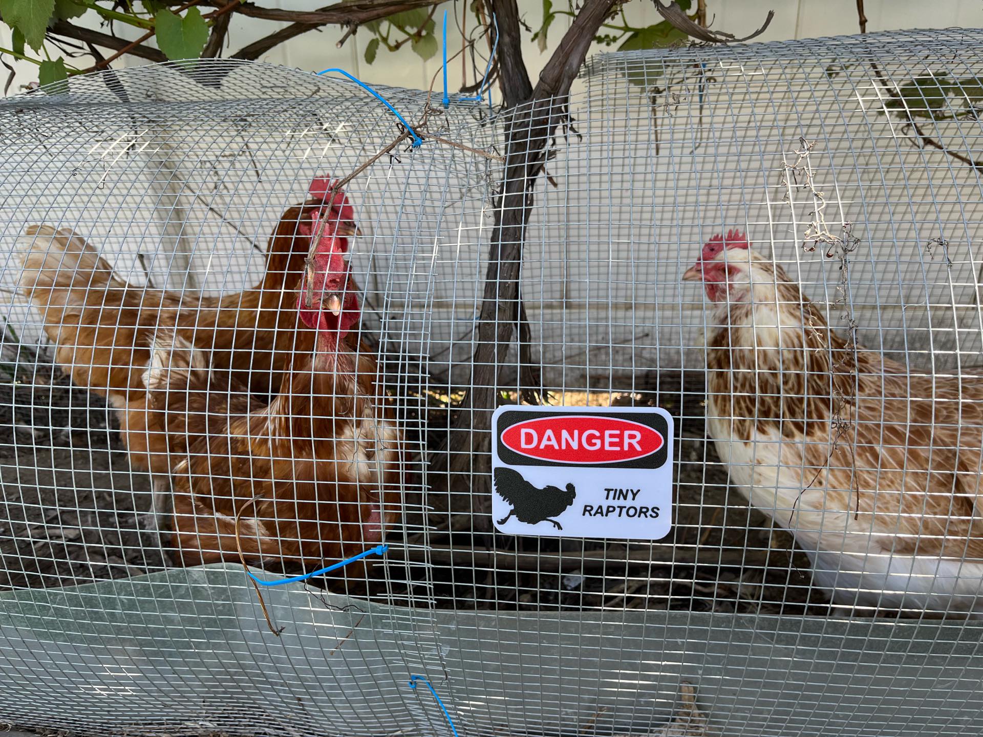 HoneyBunny3D Danger Tiny Raptors sign featuring small dinosaur illustrations on a warning safety sign design.