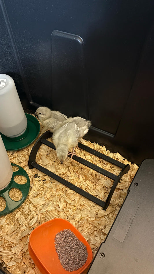 HoneyBunny3D Roost Bar for Chicks, wooden perch with multiple levels for young poultry to rest and play.
