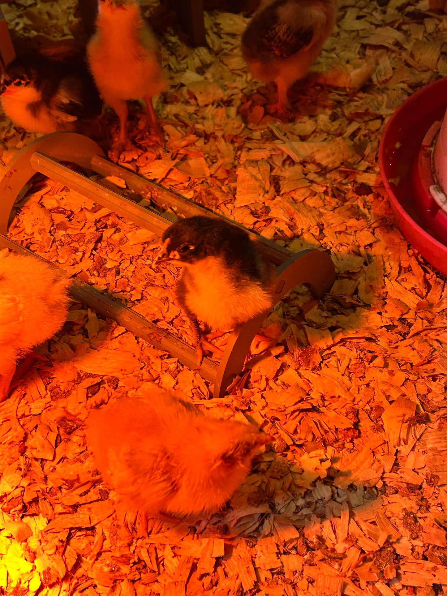 HoneyBunny3D Roost Bar for chicks, wooden perch suitable for young poultry, designed for comfort and safety in brooding coops.